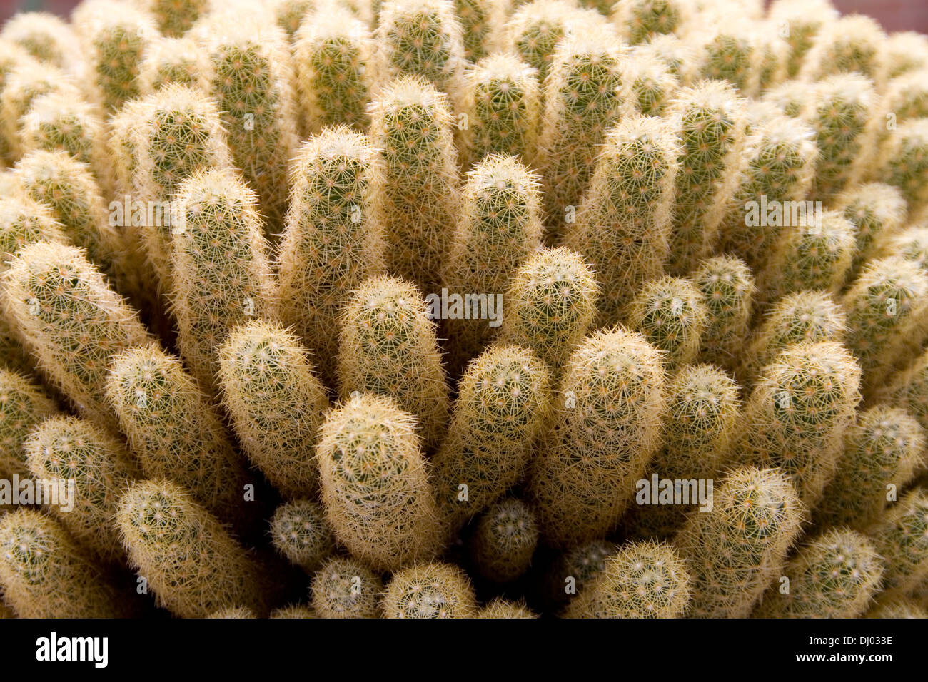 Lady Finger Kaktus, Mammillaria elongata Stockfotografie - Alamy