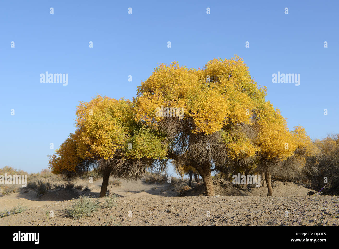 Goldene Bäume im Herbst Stockfoto