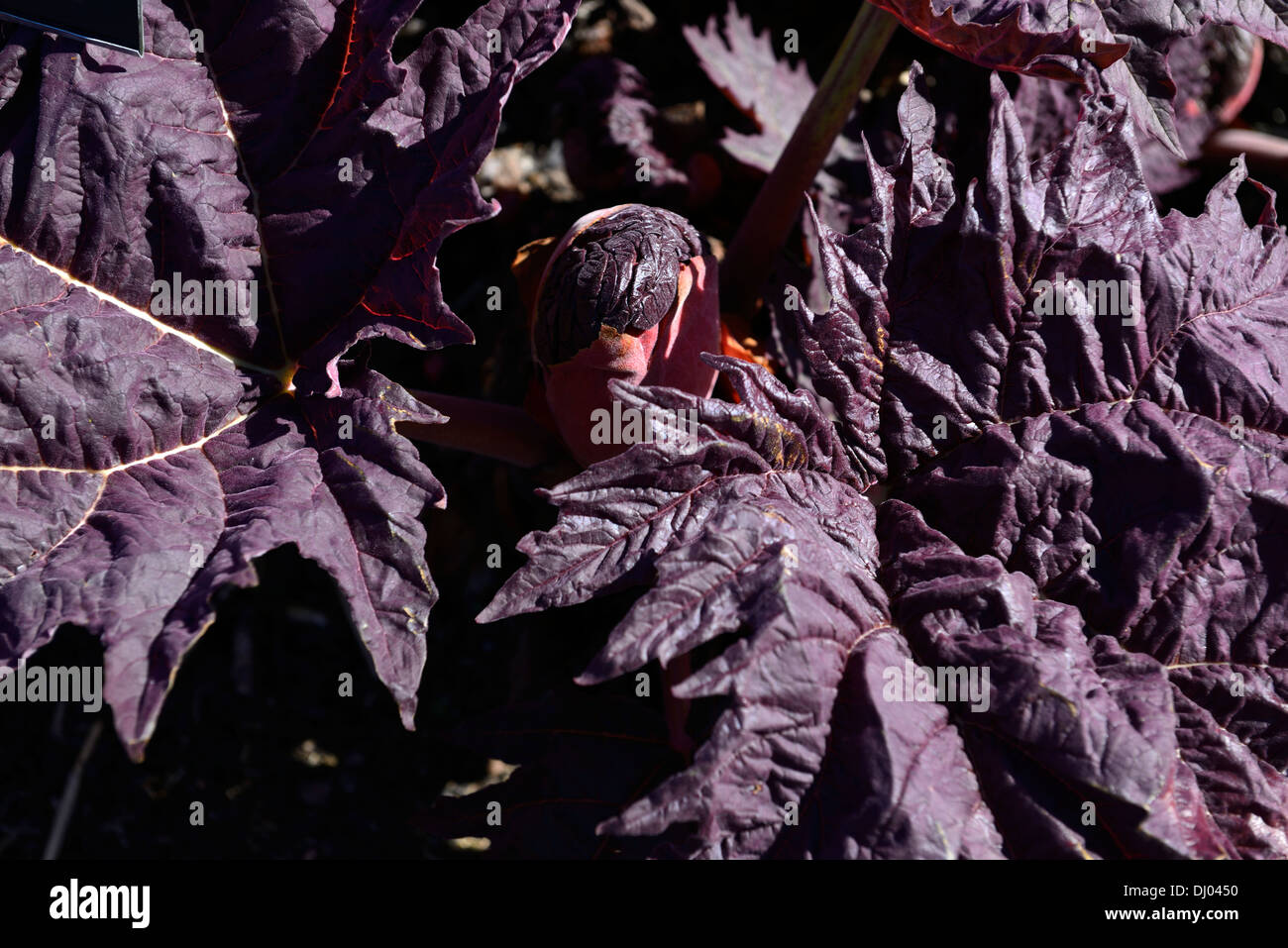 Rheum Palmatum Atropurpureum Frühjahr Closeup selektiven Fokus Stauden Pflanzen Porträts lila Laub Blätter Triebe Stockfoto