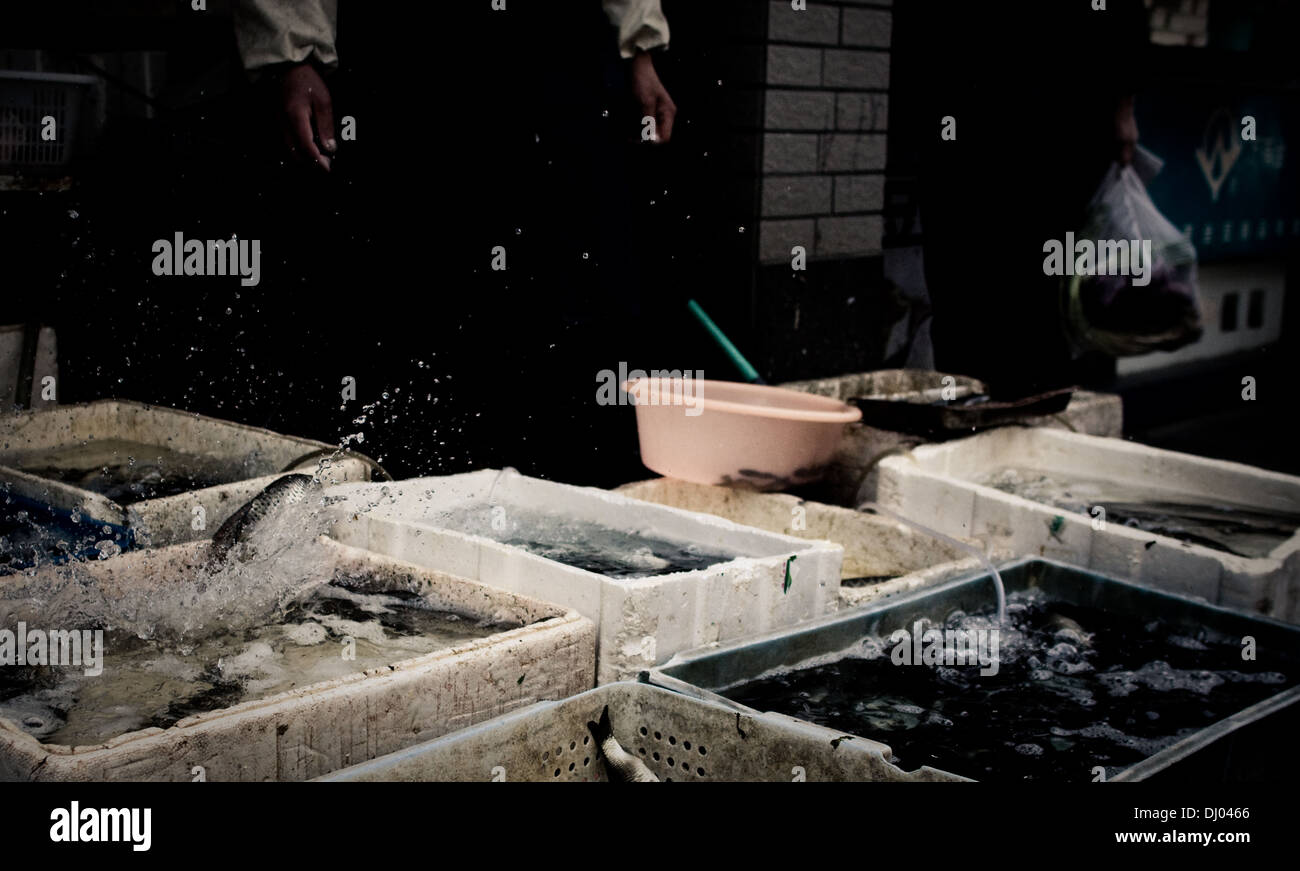 Shanghai, China 2011 Fischmarkt nach unten einen unsichtbaren Seitenstraße zu dokumentieren. Stockfoto