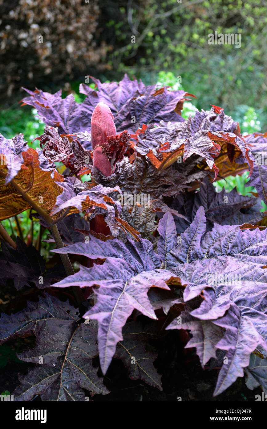 Rheum Palmatum Atropurpureum Frühjahr Closeup selektiven Fokus Stauden Pflanzen Porträts lila Laub Blätter Triebe Stockfoto
