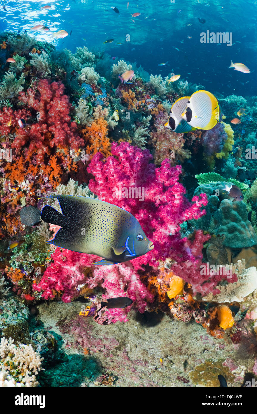 Korallenriff mit einem Halbkreis Kaiserfisch und ein paar Panda butterflyfish Stockfoto