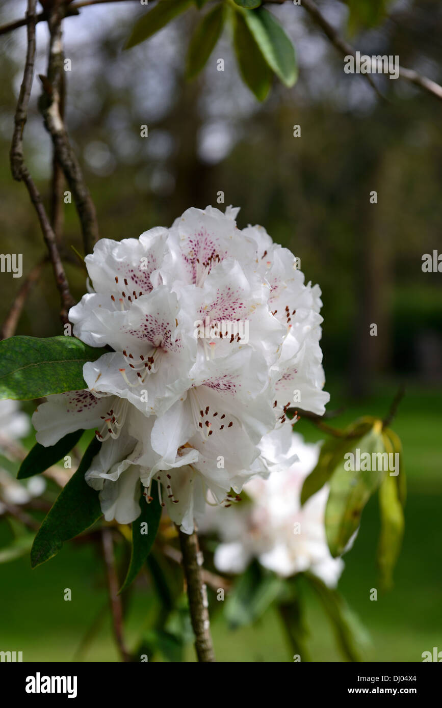 Rosa und weie rhododendronblte -Fotos und -Bildmaterial in hoher  Auflsung  Alamy