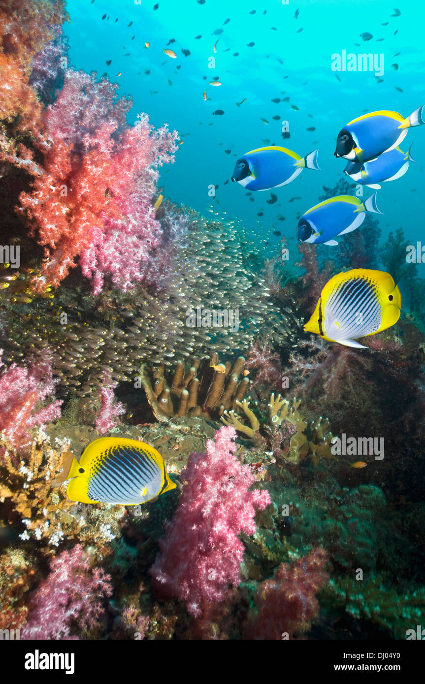 Korallenriff-Landschaft mit Spot-Tail Butterflyfish, Pygmy Kehrmaschinen und Pulver-Blauen Doktorfisch Stockfoto