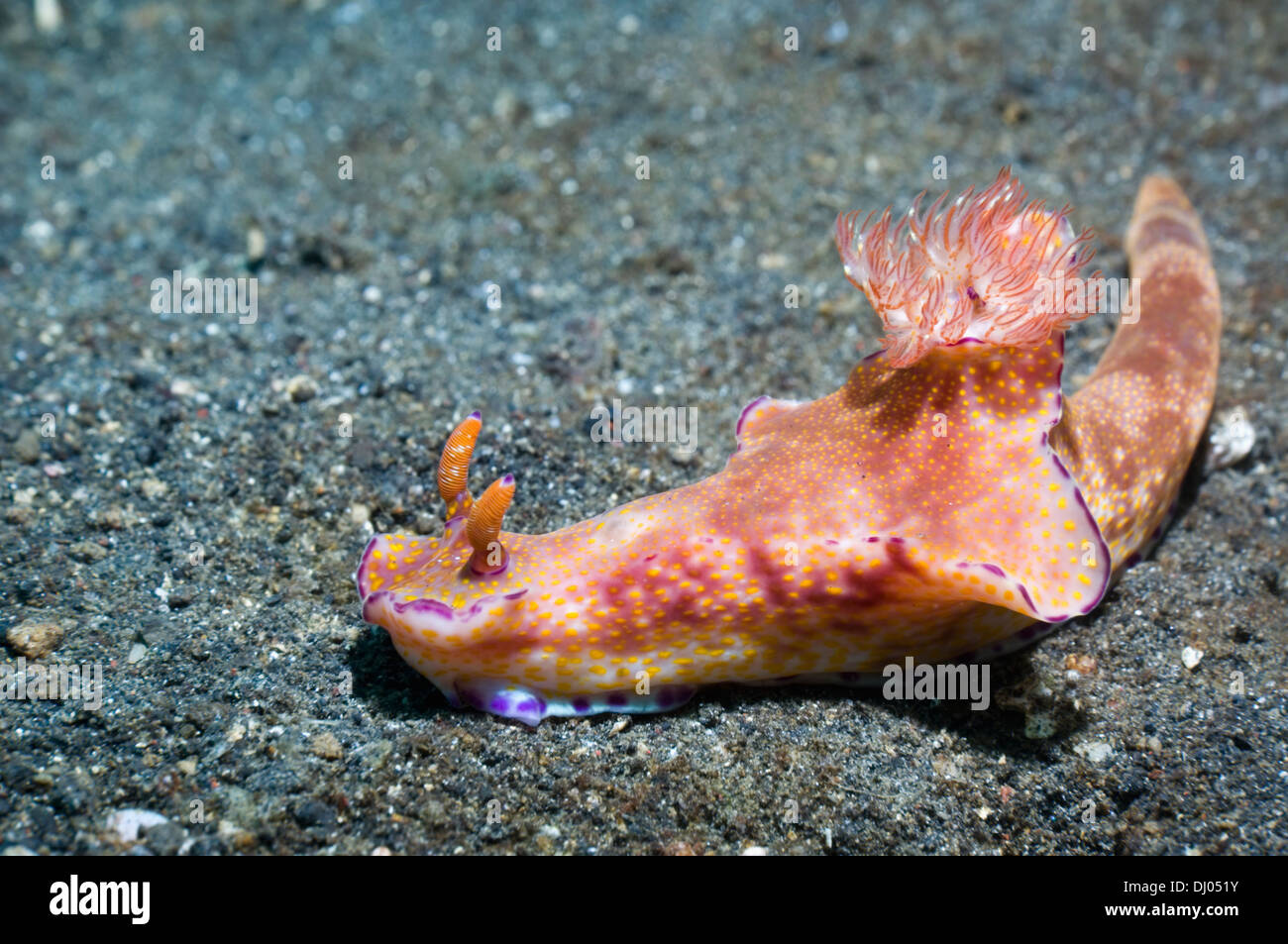 Nacktschnecken - Ceratosoma Tenue. Lembeh Strait, Nord-Sulawesi, Indonesien. Stockfoto
