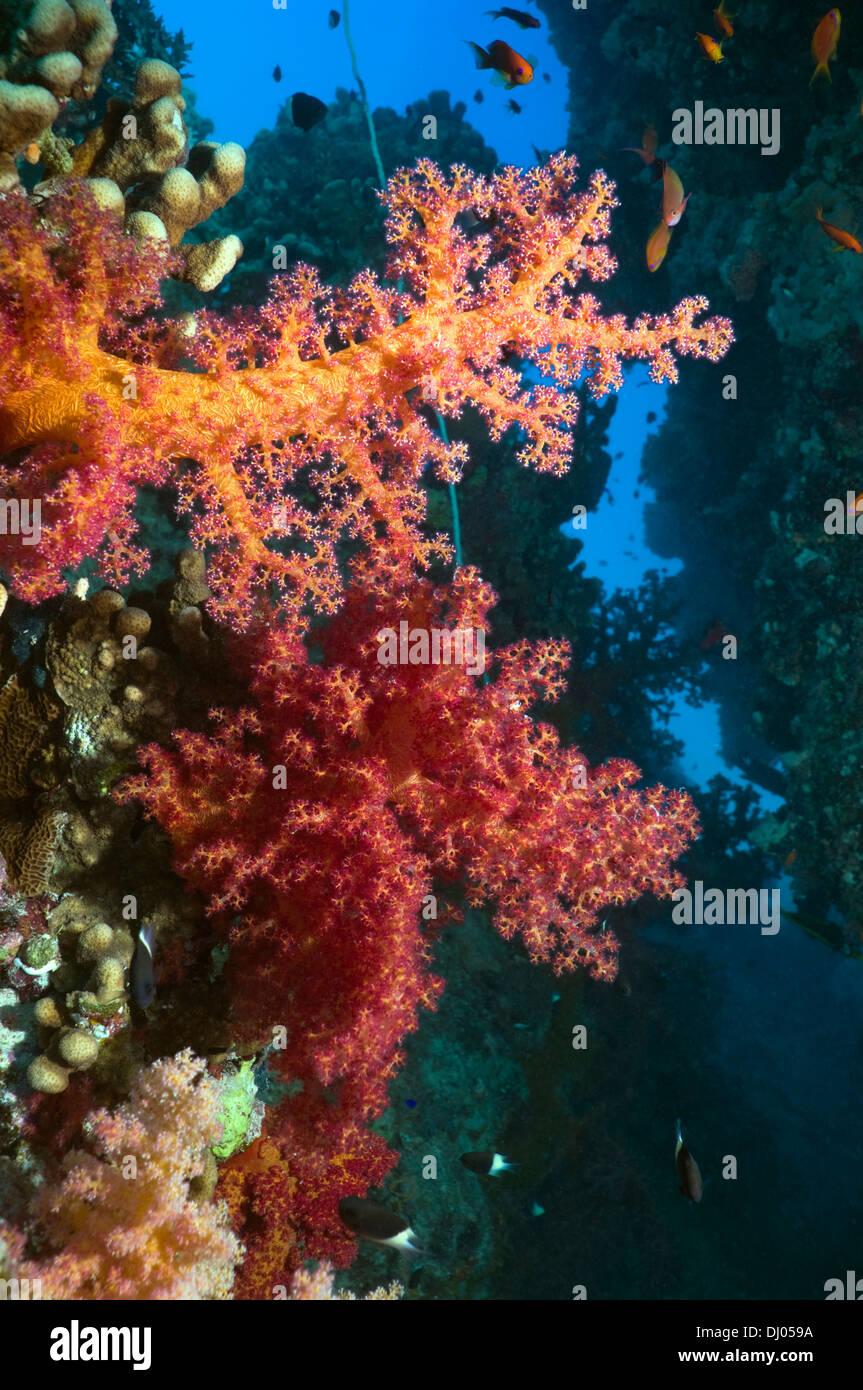 Weichkorallen (Dendronephthya sp).  Ägypten, Rotes Meer. Stockfoto
