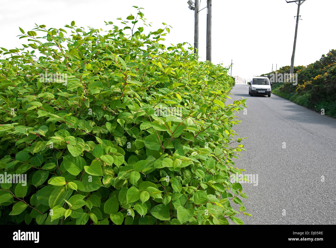 Japanischer Staudenknöterich wächst am Straßenrand in einen Feldweg Stockfoto