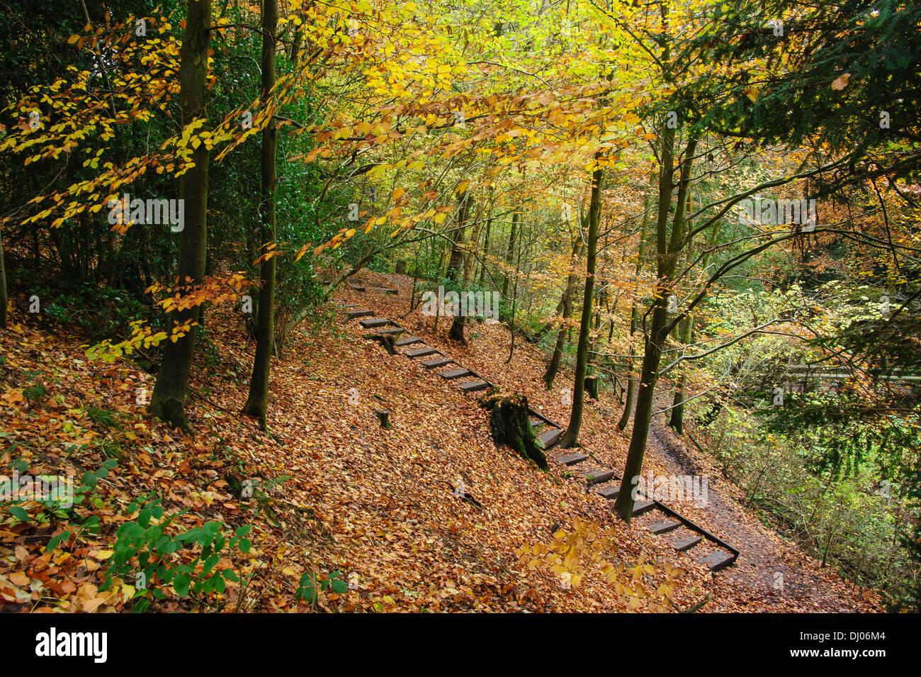 Herbstlichen Wälder und Laubstreu, Cheshire, UK Stockfoto