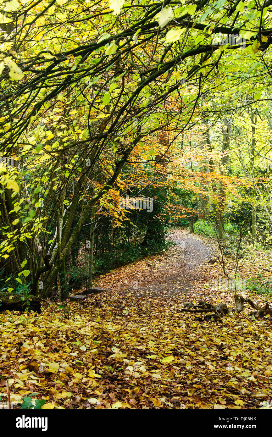 Herbstlichen Wälder und Laubstreu, Cheshire, UK Stockfoto