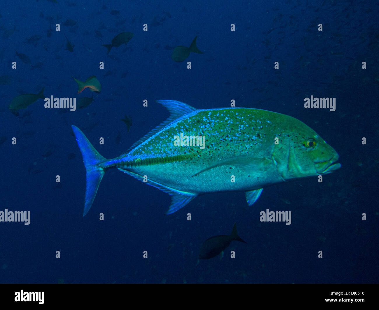 Unterwasser, Costa Rica, Cocos-Insel, Meer, Ozean, Tauchen, Tauchen, Unterwasserwelt, Leben im Meer, Fisch, Fisch jack Stockfoto