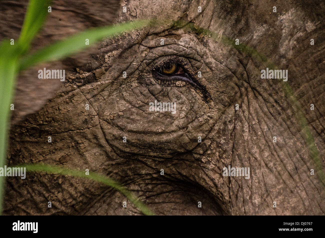Elephant es eye Stockfoto
