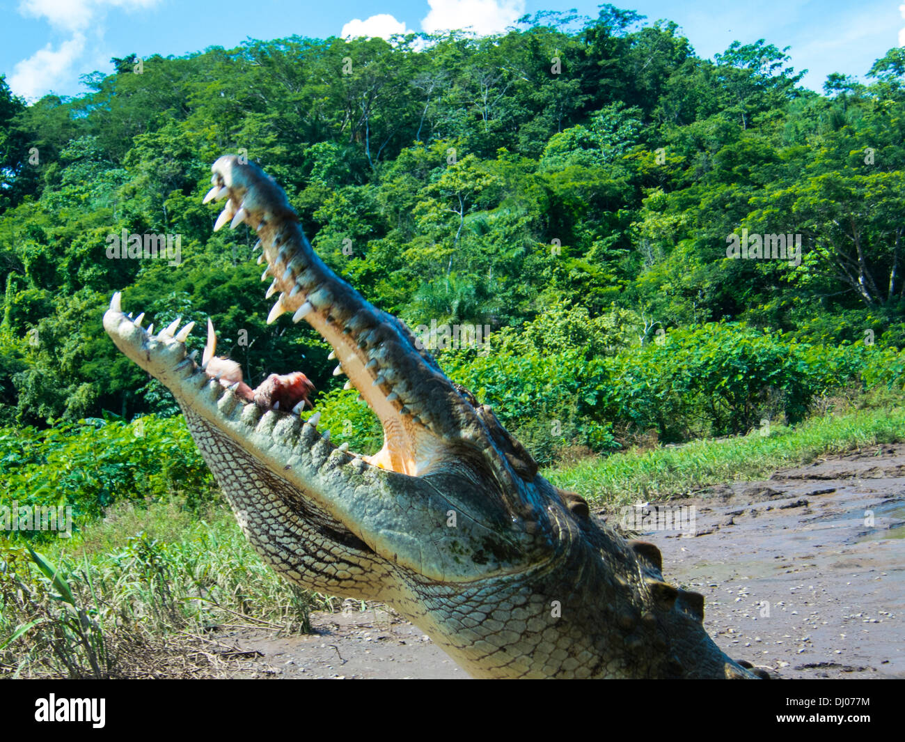 Costa Rica Torcoles Fluss Krokodil Riesige Gefahrlich Prahistorische Tier Geschwindigkeit Riesige Krokodil Lederindustrie Jagd Stockfotografie Alamy