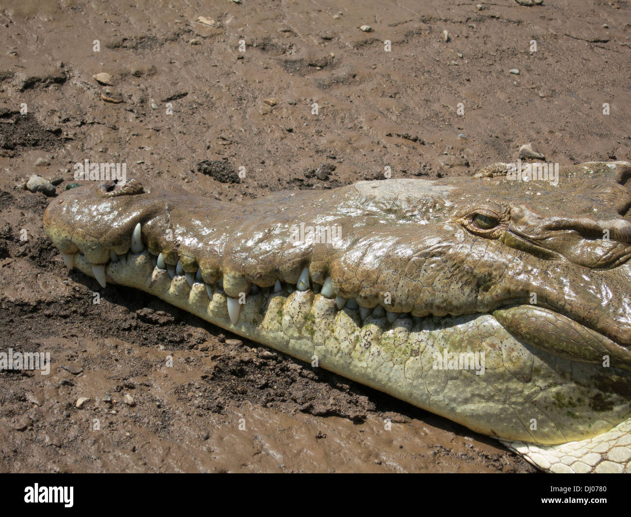 Costa Rica Torcoles Fluss Krokodil Riesige Gefahrlich Prahistorische Tier Geschwindigkeit Riesige Krokodil Lederindustrie Kopf Kiefer Stockfotografie Alamy