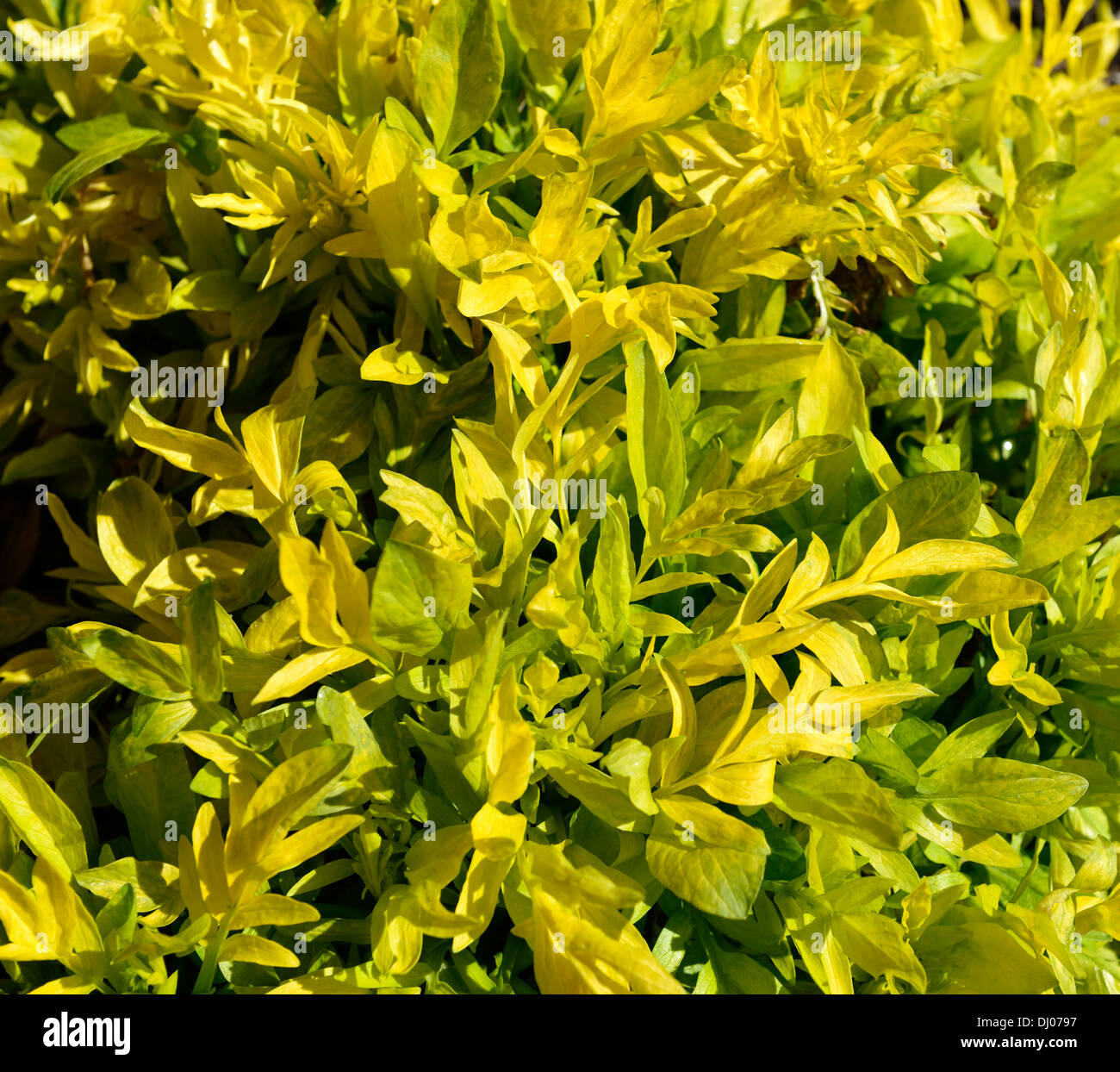 Valeriana Phu Aurea Baldrian gelb goldenes Laub Blätter Pflanze Porträts Stauden Closeup Frühling Stockfoto