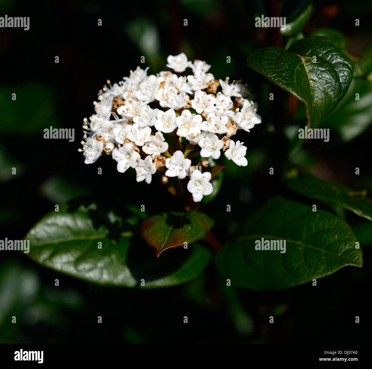Viburnum Tinus Var Hirtum Nahaufnahmen Pflanzen Porträts Tiefenschärfe Sträucher weiße Blumen Frühling Stockfoto