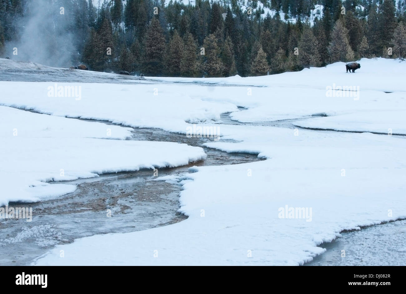 Winterlandschaft mit Bison stehen in Ferne über Mineral Pools im Old Faithful Geyser Basin, Yellowstone-Nationalpark Stockfoto