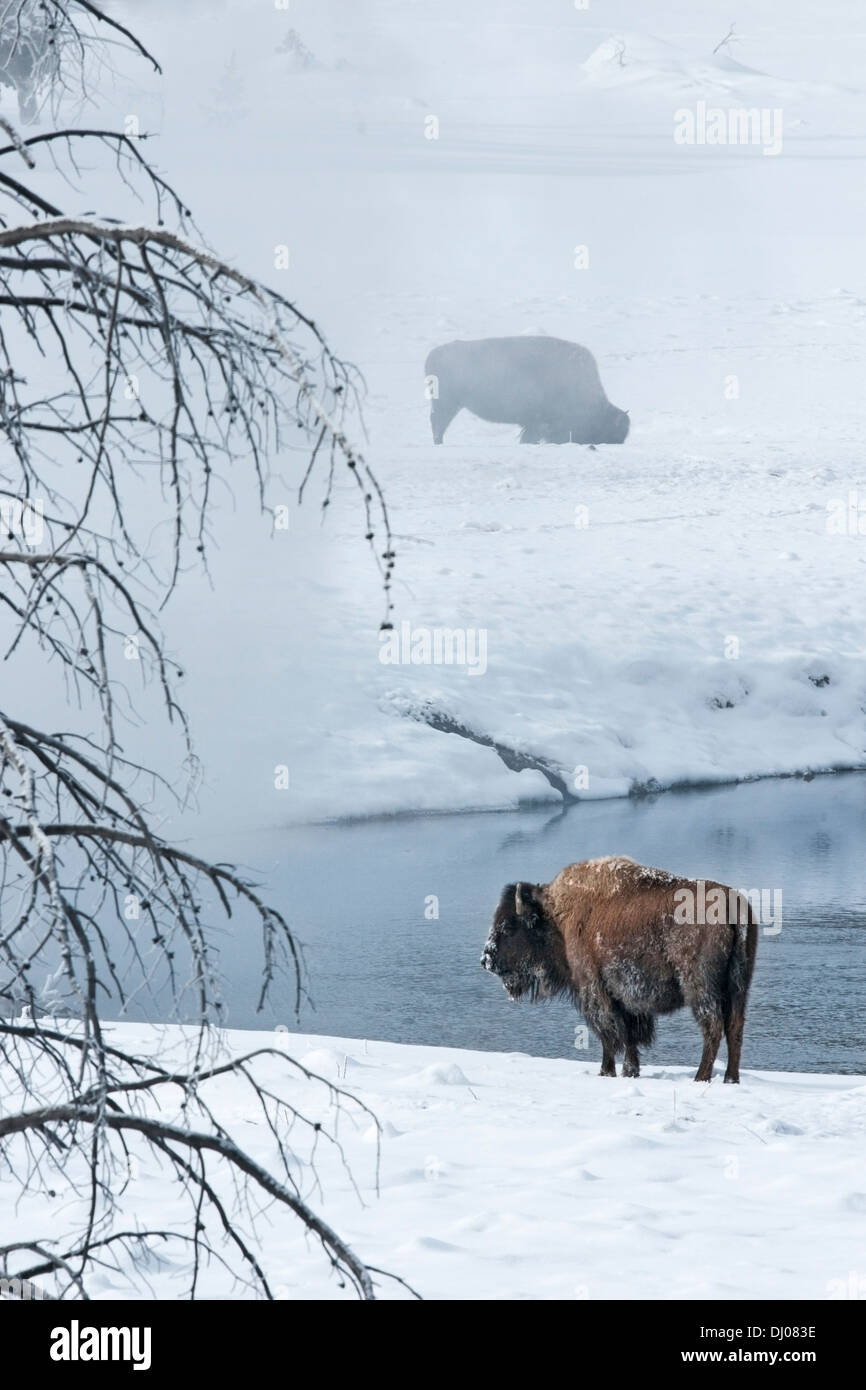 Frostigen Bison stehen im Schnee neben einem Fluss im Yellowstone-Nationalpark im winter Stockfoto
