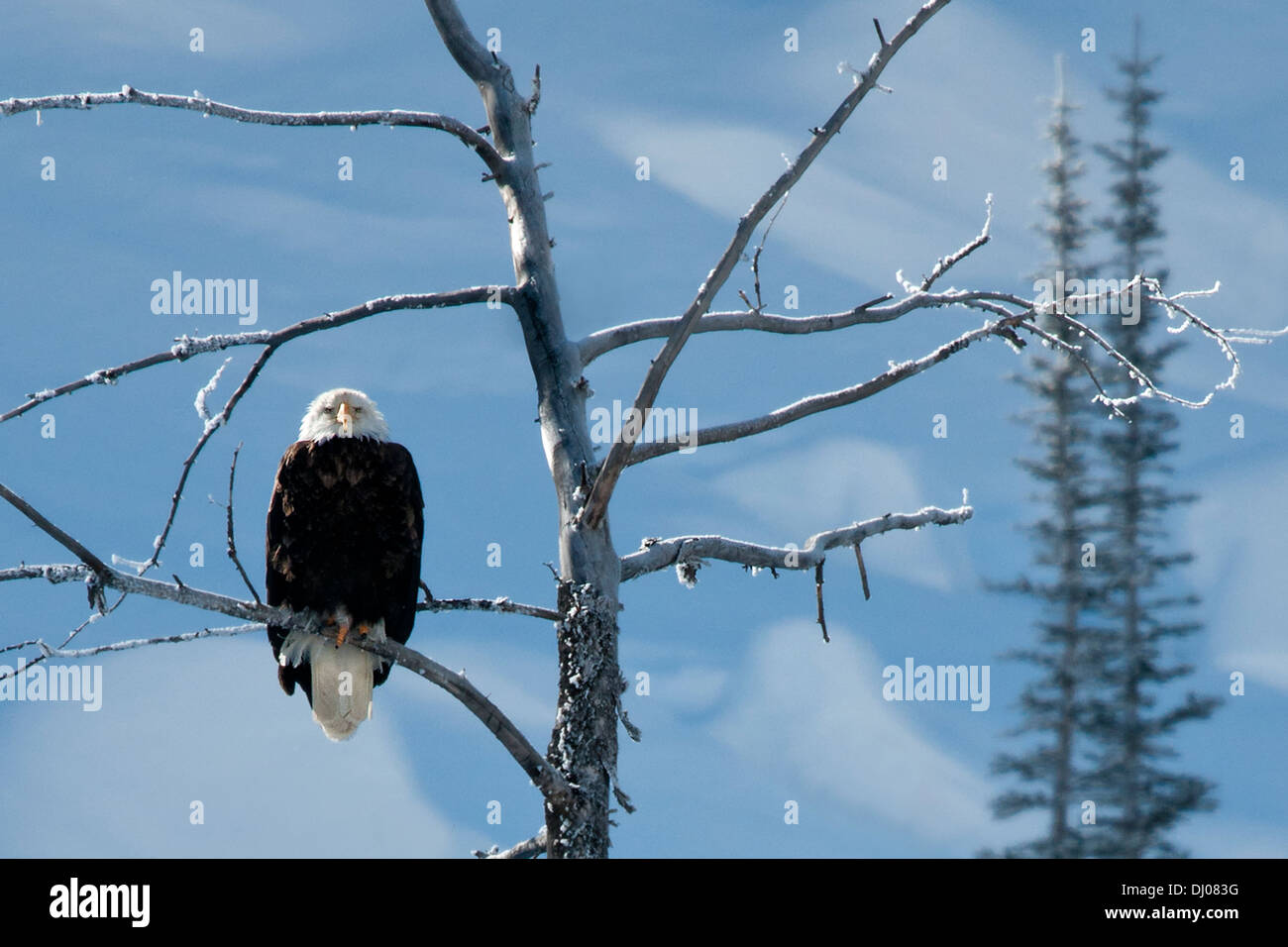 Weißkopfseeadler auf einem Ast im Yellowstone National Park im Winter, Wyoming, USA Stockfoto