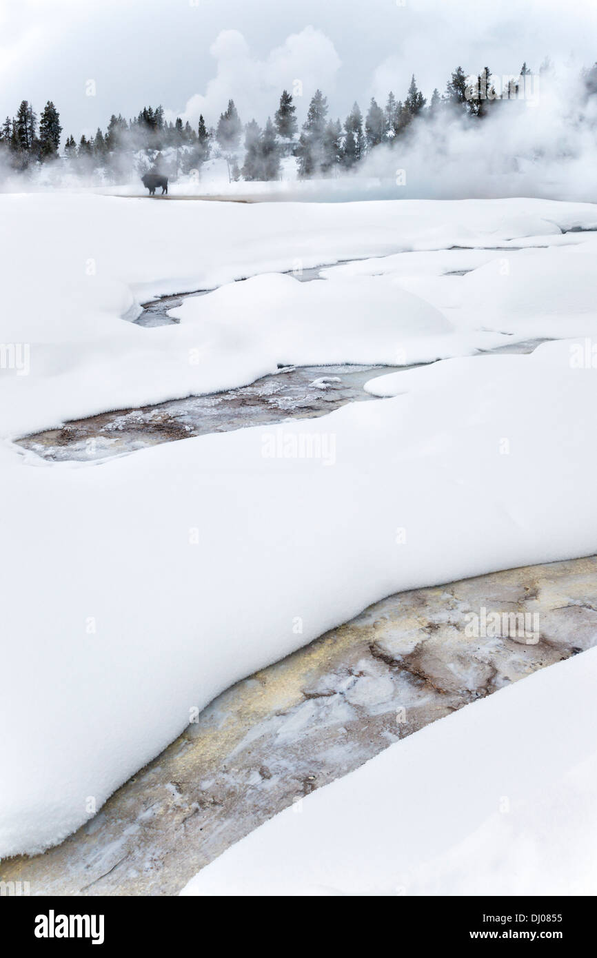 Brunnen Farbtopf Winterlandschaft mit Bison stehen im fernen Dampf, Yellowstone-Nationalpark, Wyoming, USA, Nordamerika Stockfoto