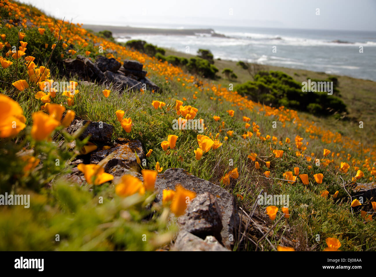 Mohnblumen am Strand, Cambria, Kalifornien Stockfoto