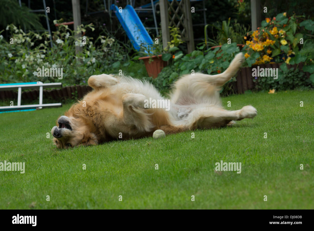 Golden Retriever Labrador spielen außerhalb stick Stockfoto