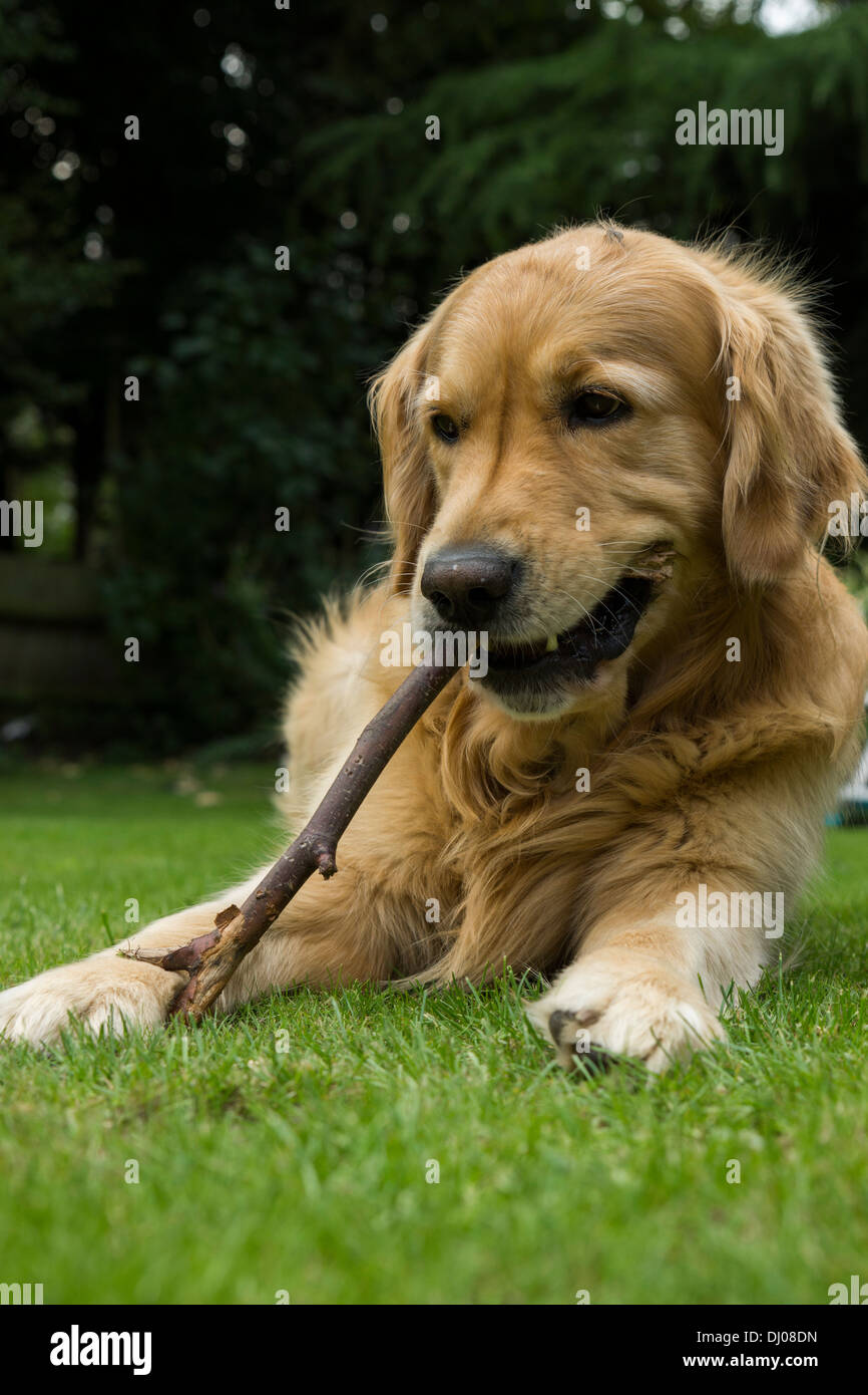 Golden Retriever Labrador spielen außerhalb stick Stockfoto