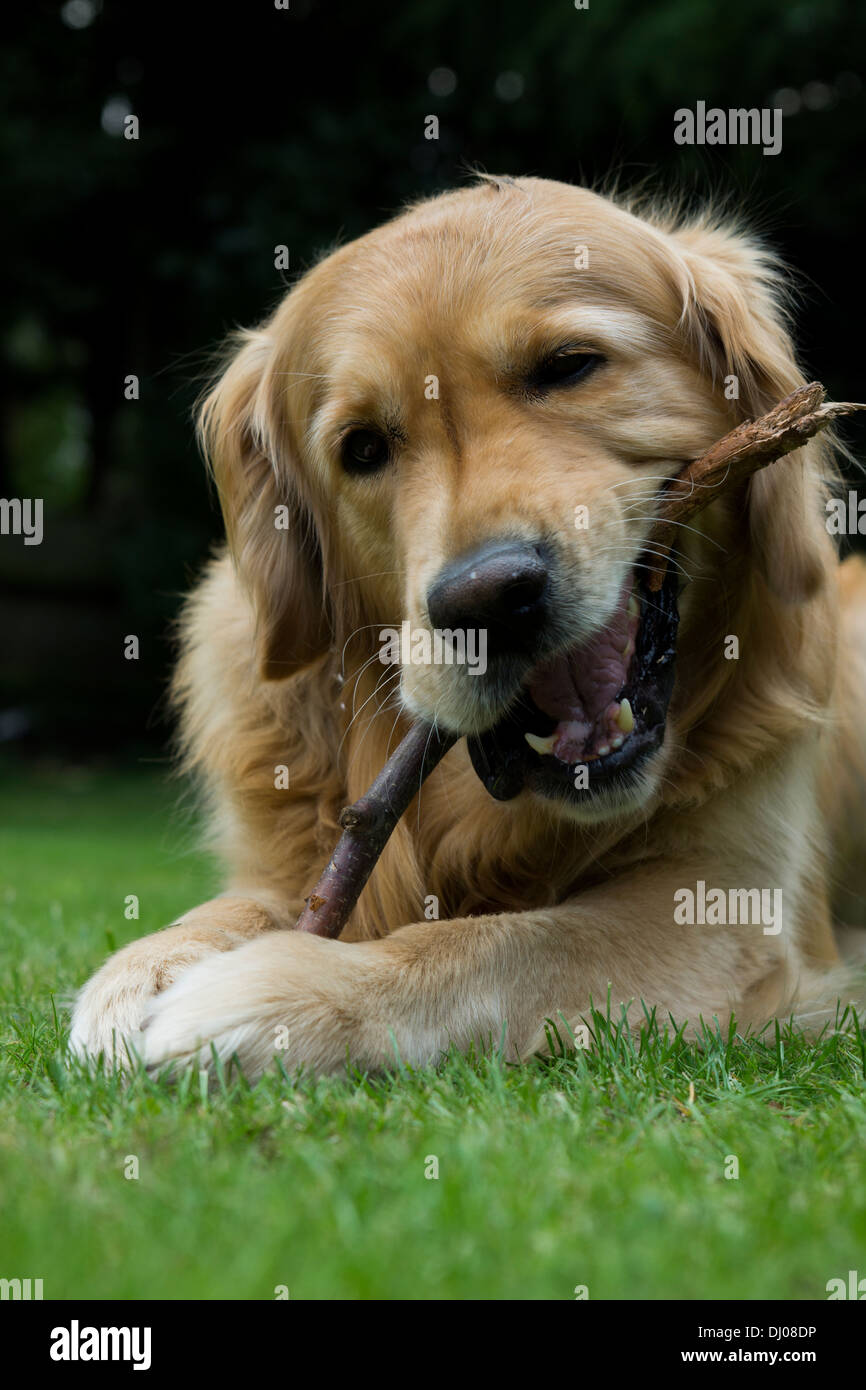 Golden Retriever Labrador spielen außerhalb stick Stockfoto