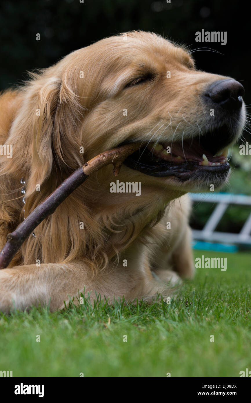 Golden Retriever Labrador Hund Gesicht Zähne spielen Stockfoto