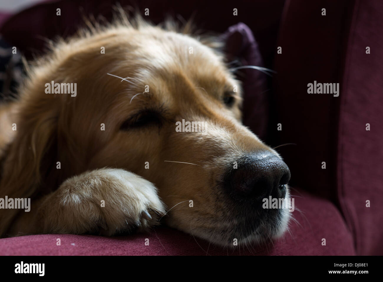 Golden Retriever Labrador Hund Gesicht Zähne spielen Stockfoto