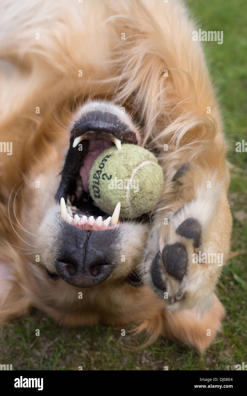 Golden Retriever Labrador spielen außerhalb stick Stockfoto