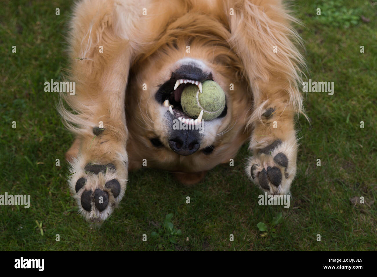 Golden Retriever Labrador spielen außerhalb stick Stockfoto