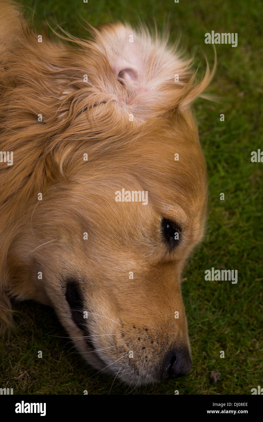 Golden Retriever Labrador spielen außerhalb stick Stockfoto