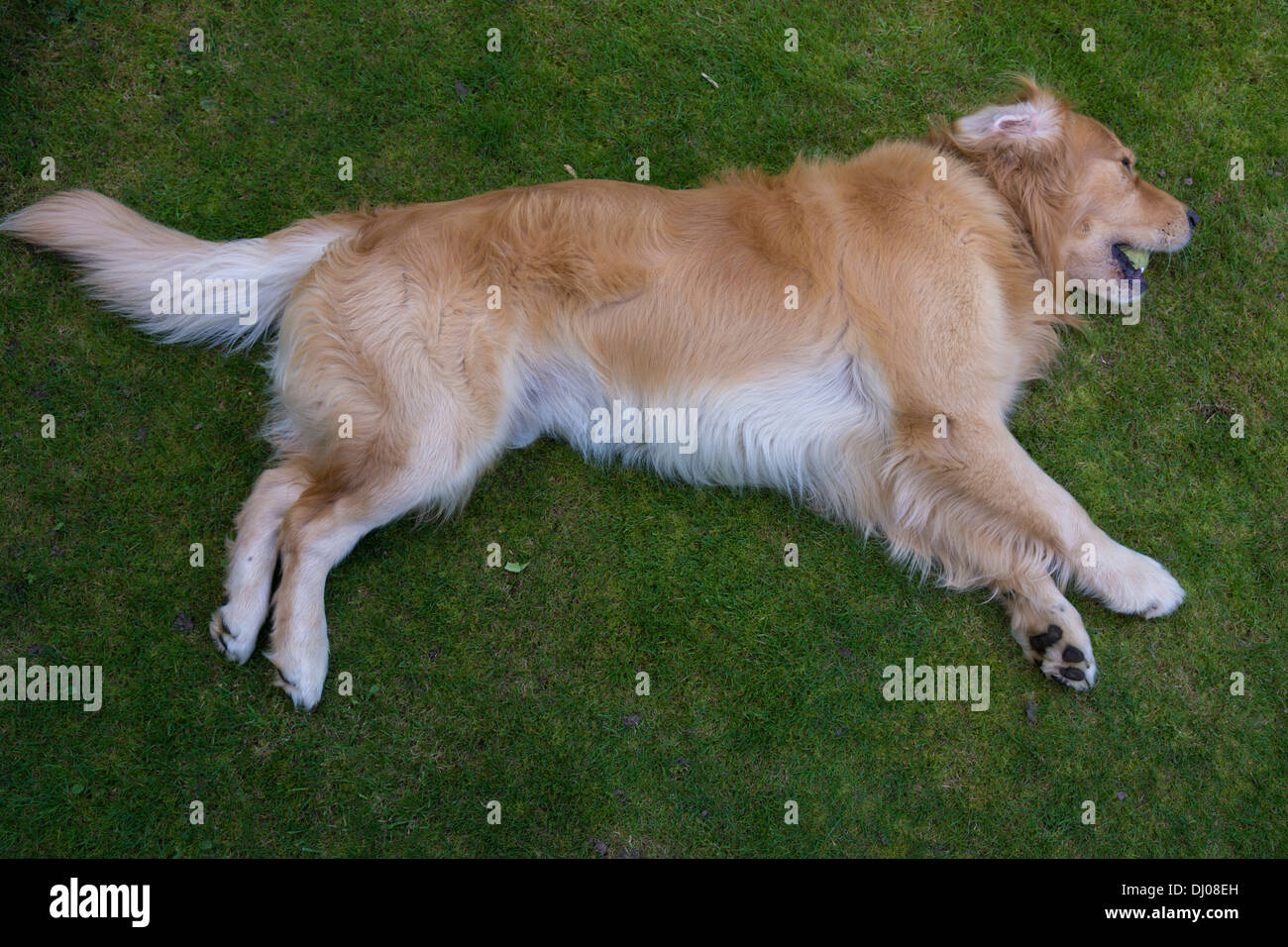 Golden Retriever Labrador spielen außerhalb stick Stockfoto