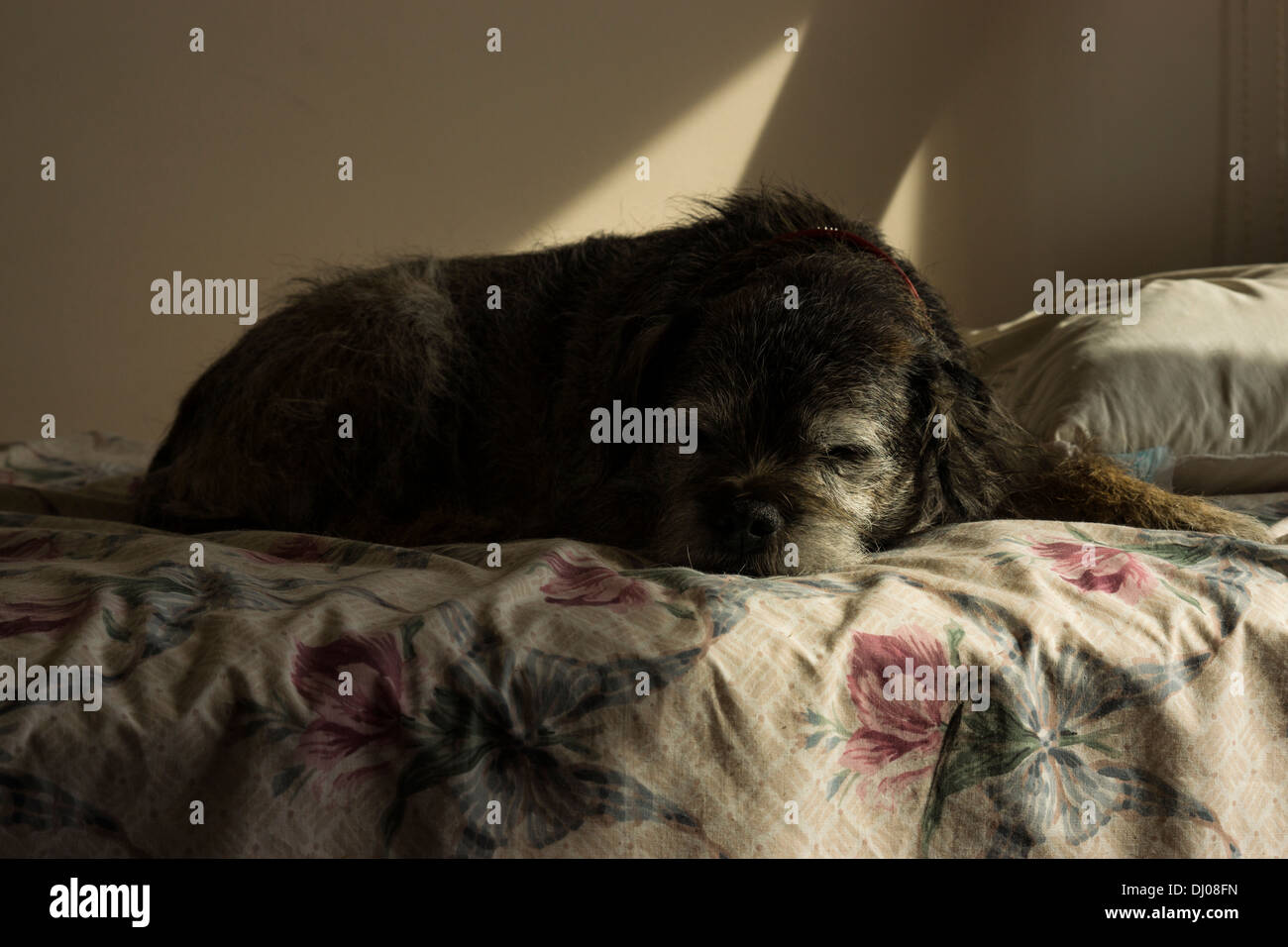 Körper pfote gesicht Fotos und Bildmaterial in hoher Auflösung Alamy