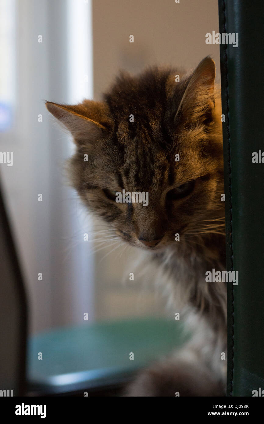 Kopf Gesicht Katzenohren Nase Schnurrhaare sitzen reiben Stockfoto