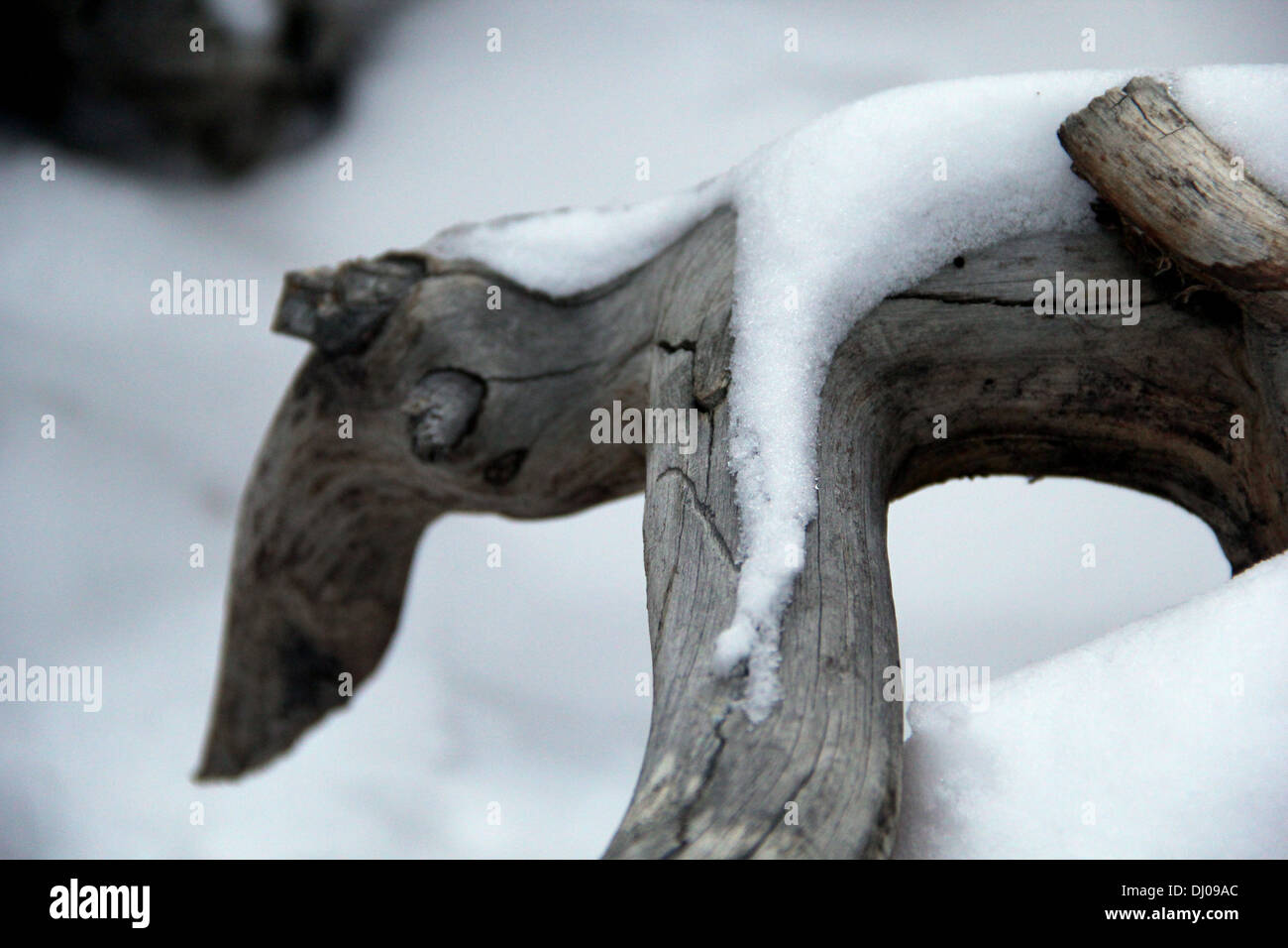 Melden Sie sich mit einer Schneedecke darauf in einen Winterwald Stockfoto Melden Sie sich mit einer Schneedecke darauf in einen Winterwald Stockfoto
