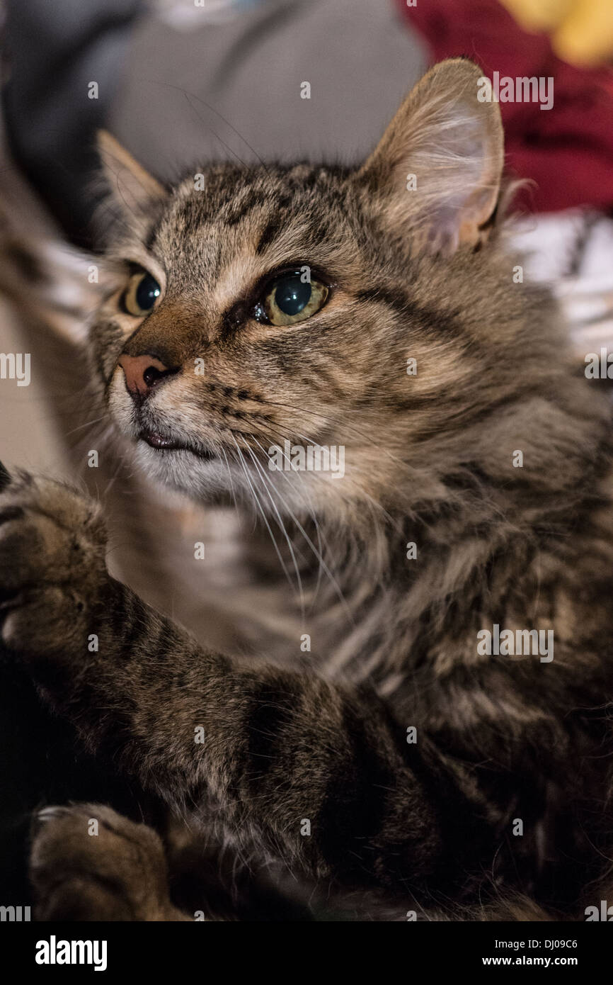 Kopf Gesicht Katzenohren Nase Schnurrhaare sitzen reiben Stockfotografie Alamy