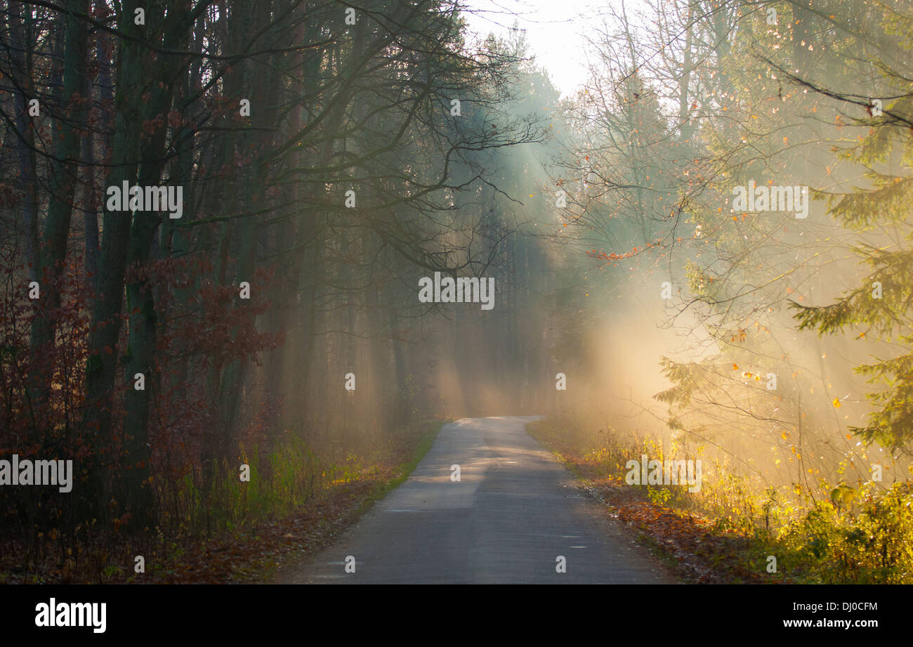 Herbstlichen Wald und Straße Stockfoto