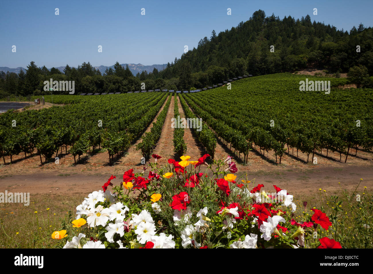 Reihen von Weinreben auf einem Weingut in St. Helena, Napa Valley, Kalifornien, USA. Stockfoto