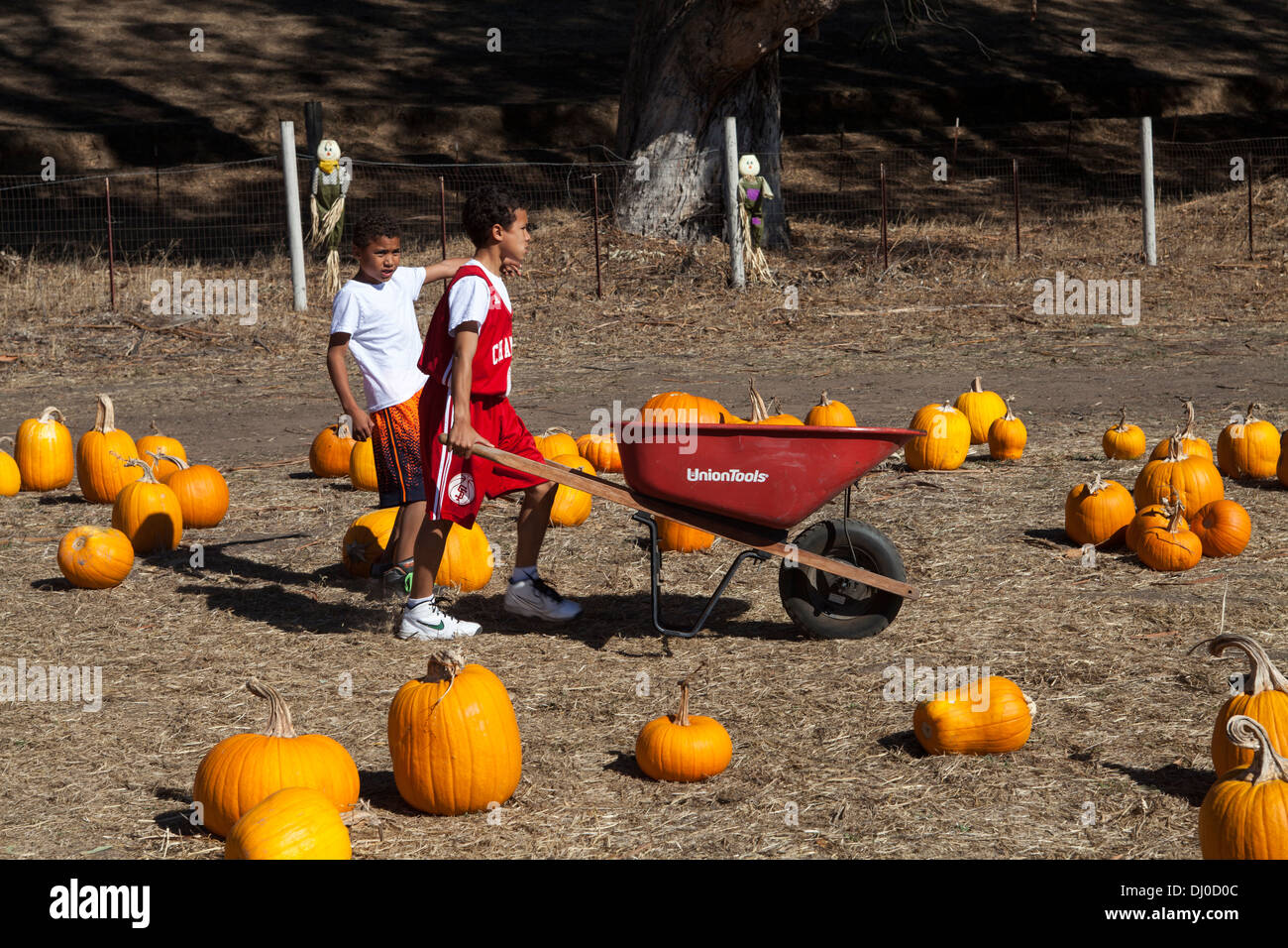 Jungen drängen die kleinen roten Wagen mit Kürbissen an der St. Vincent Feld Pumpkin Patch, San Rafael, Kalifornien, USA. Stockfoto
