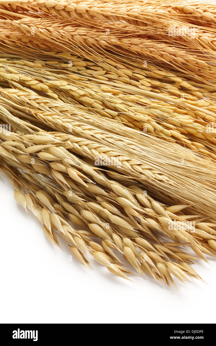 verschiedene Arten von Getreide wie Hafer, Gerste, Paddy und Weizen als Hintergrund Stockfoto