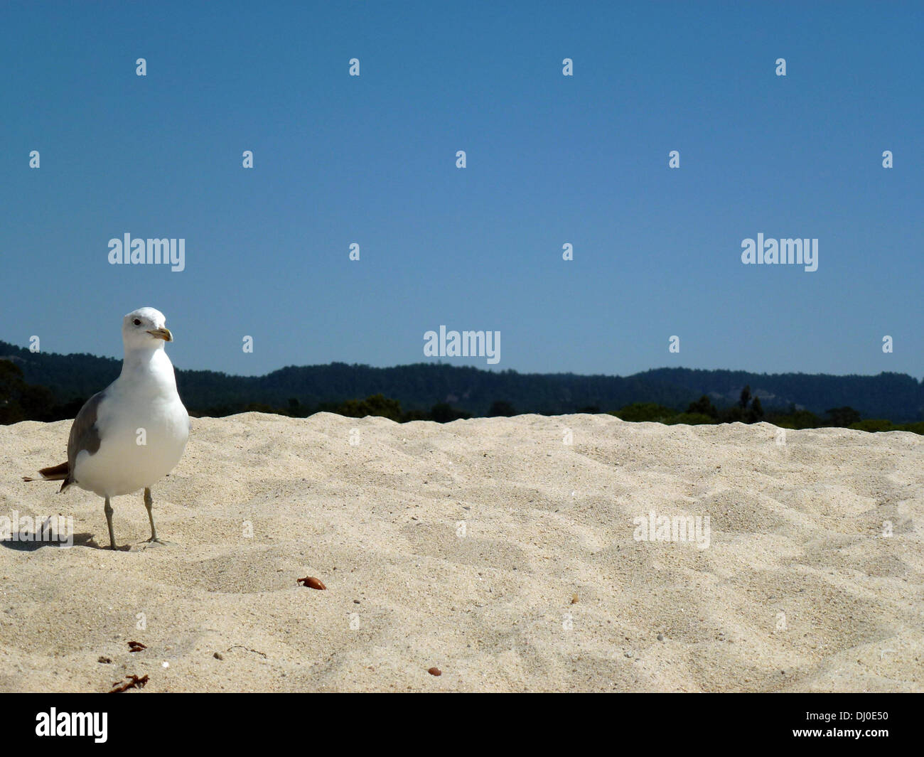 Kalifornien, USA. 27. August 2013. Eine Möwe (Larus Occidentalis) ist am Carmel River State Beach in Kalifornien, USA, 27. August 2013 abgebildet. Foto: Alexandra Schuler - Live News WIRE SERVICE/Dpa/Alamy Stockfoto