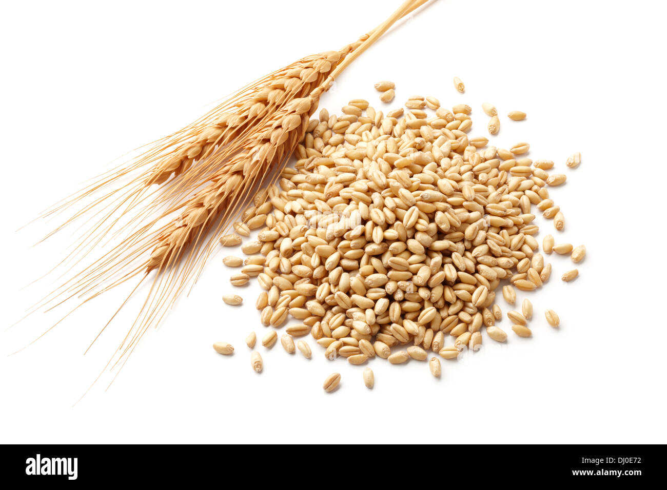 Ähren (Triticum) und Weizenkörner isoliert auf weiss Stockfotografie ...