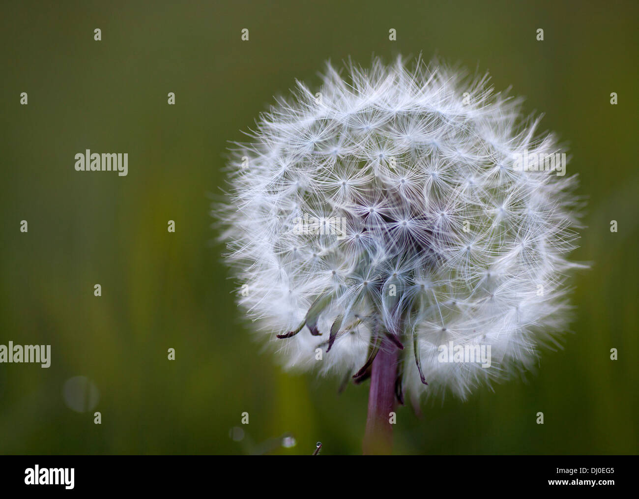 Ein Löwenzahn Samen Kopf im Abendlicht. Stockfoto