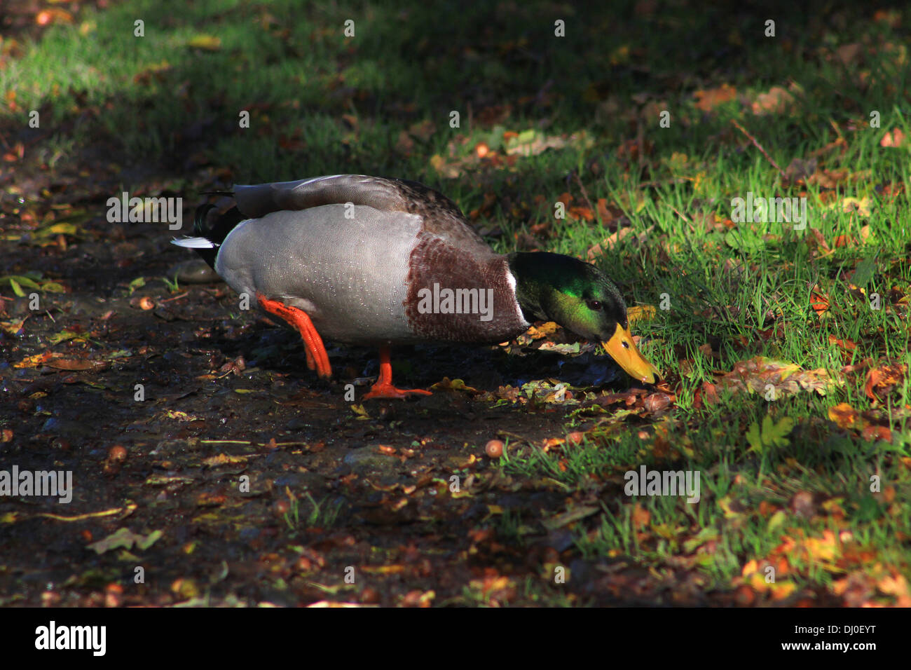 Männliche Stockente Eicheln Essen Stockfoto