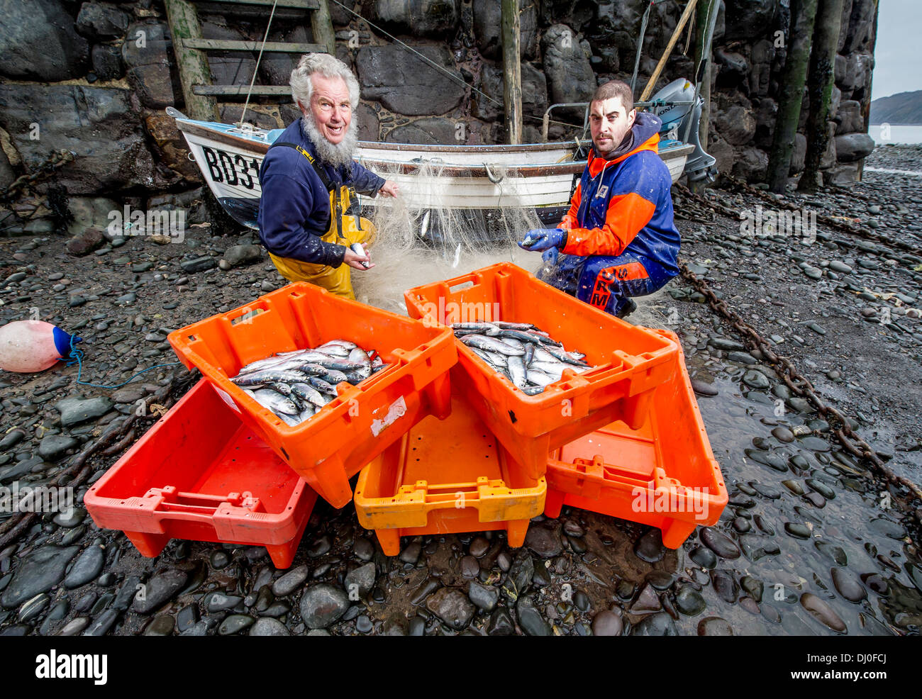 Fischer Chris Braund (links) und Jordan Ross entladen ihre Netze von Fischen auf dem jährlichen Clovelly Hering Festival Devon UK Stockfoto