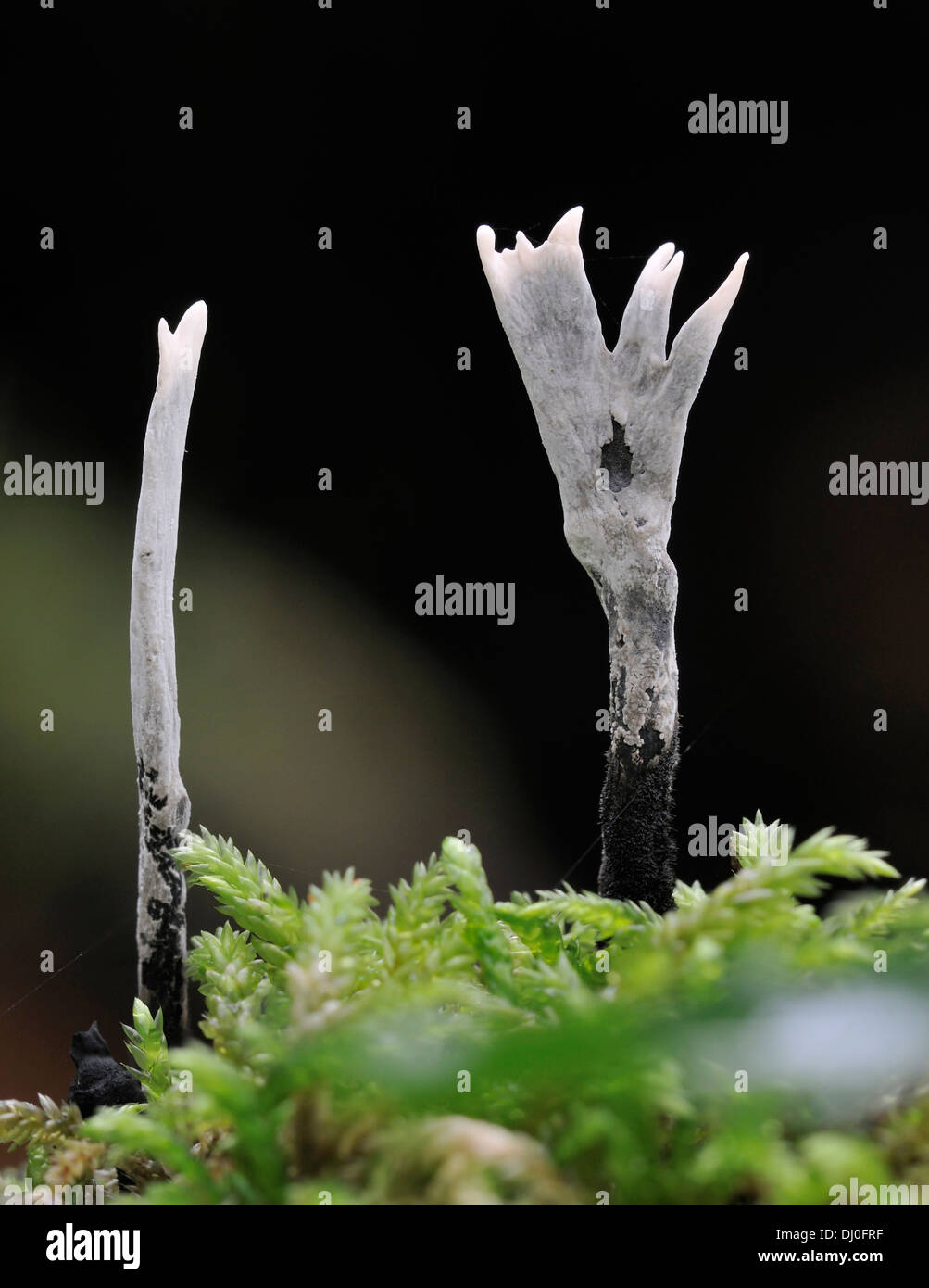 Kerze Schnupftabak Pilze - Xylaria hypoxylan Stockfoto