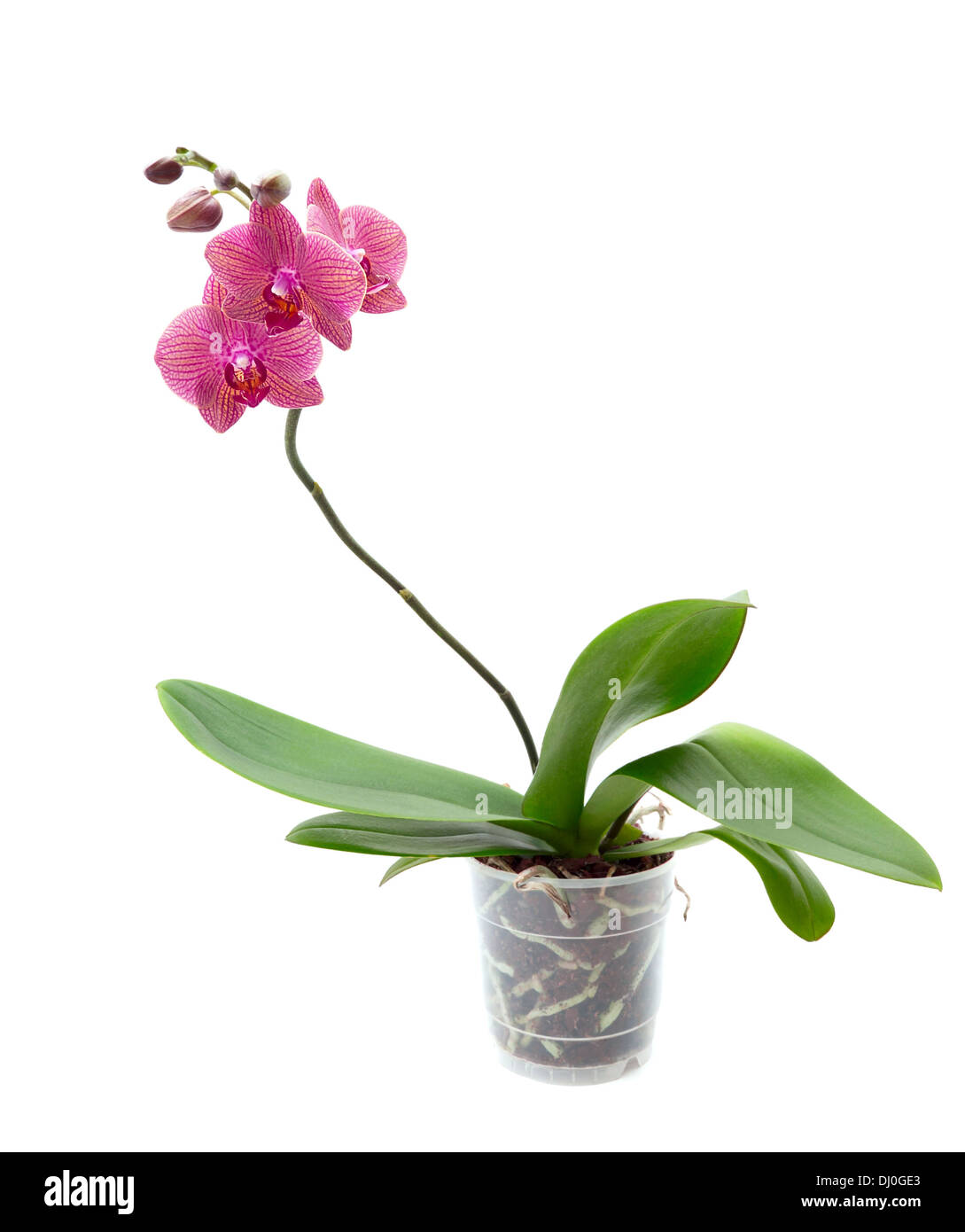 Rosa Orchidee isoliert auf weißem Hintergrund Stockfoto