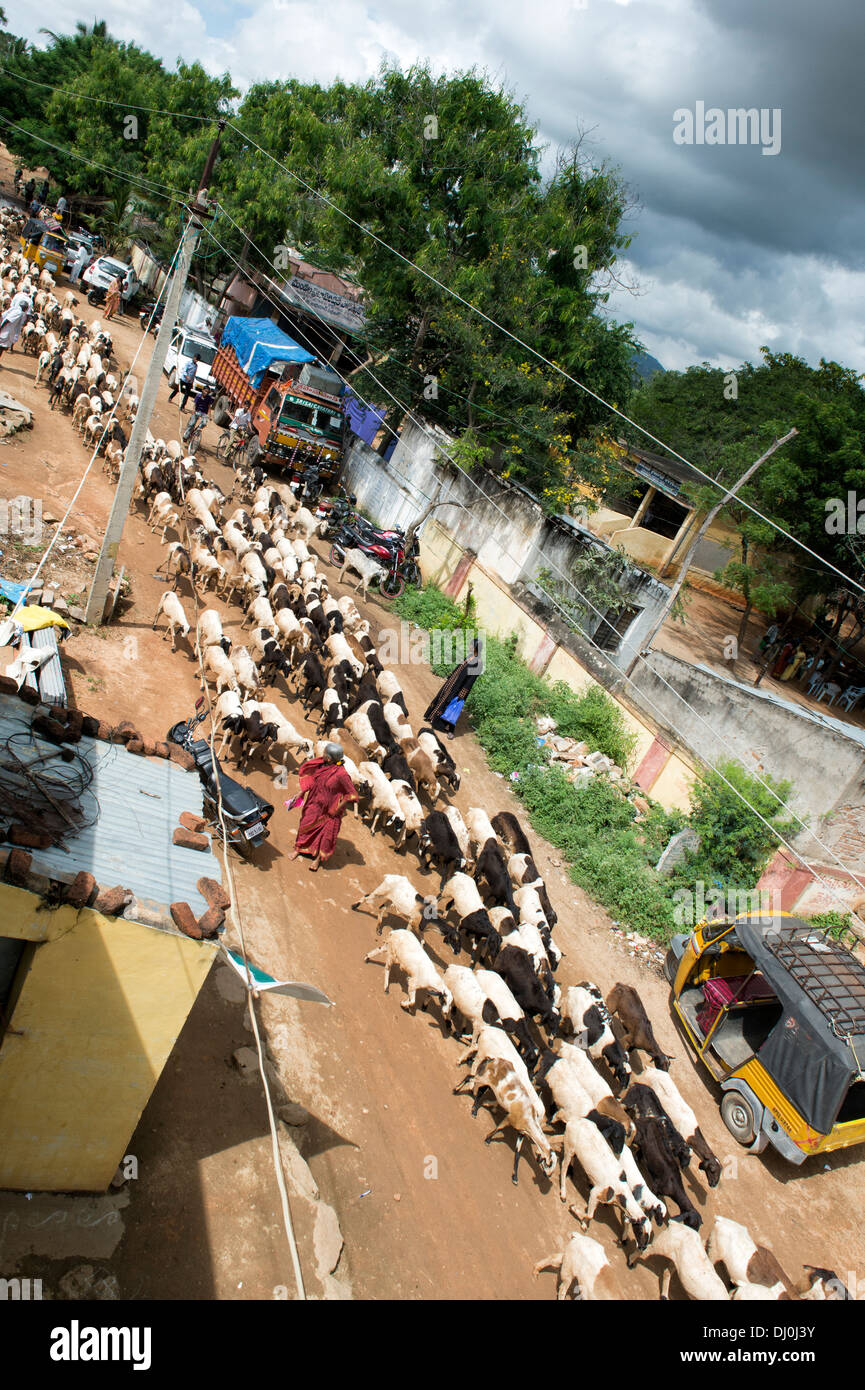 Herde von Ziegen durch einem indischen Dorf kommen. Andhra Pradesh, Indien Stockfoto