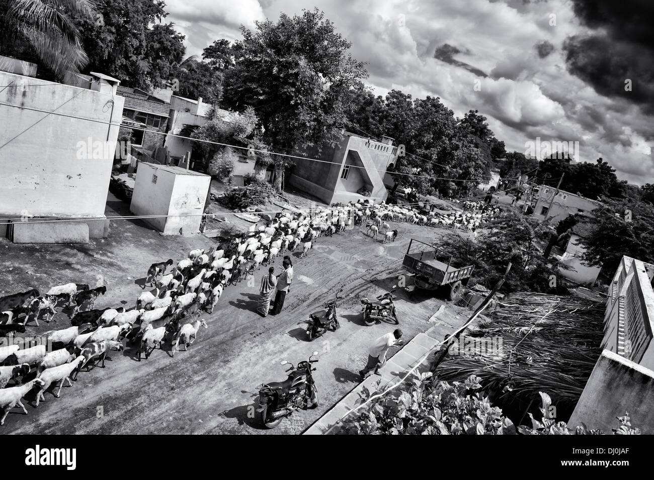 Herde von Ziegen durch einem indischen Dorf kommen. Andhra Pradesh, Indien. Monochrom Stockfoto